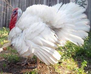 Breeds of turkeys for home breeding + photo