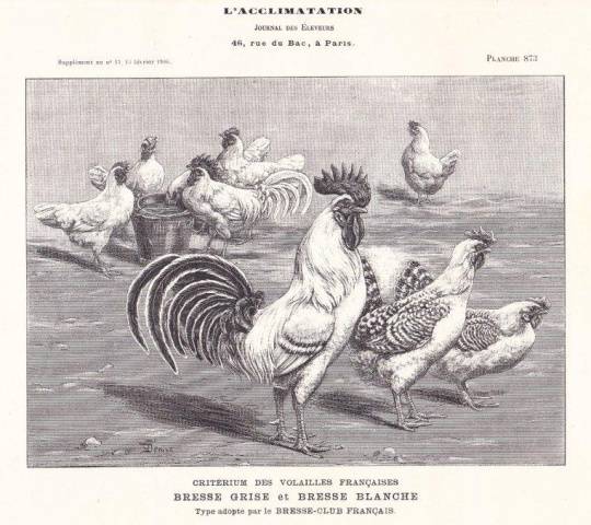 Bress-Gali chickens