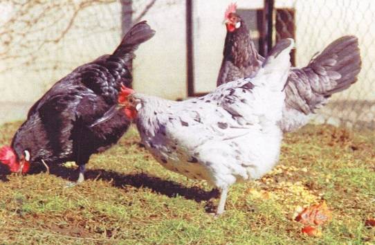 Bress-Gali chickens