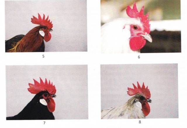 Bress-Gali chickens