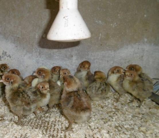 Bress-Gali chickens