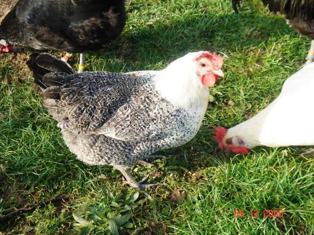 Bress-Gali chickens