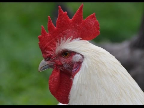 Bress-Gali chickens