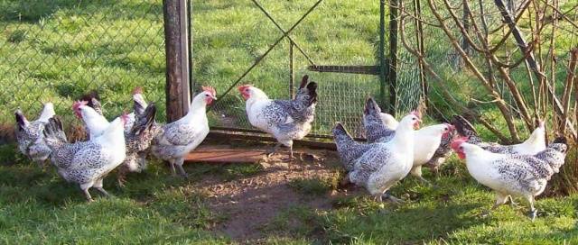 Bress-Gali chickens