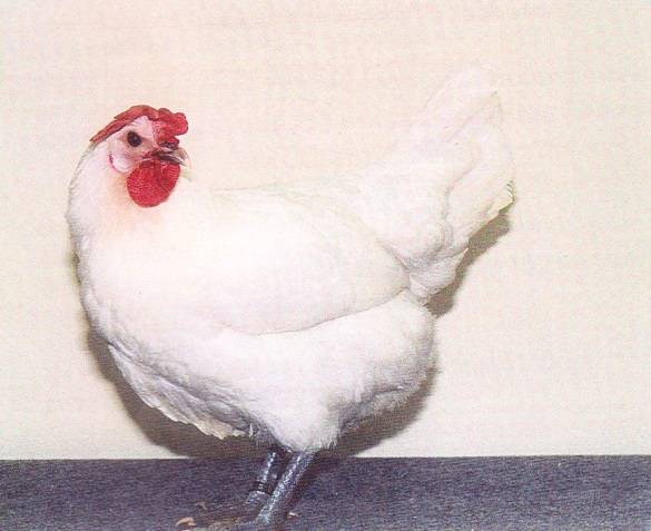 Bress-Gali chickens