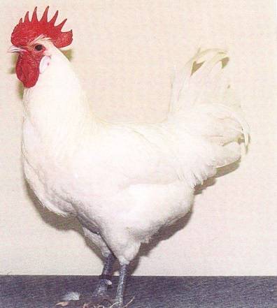 Bress-Gali chickens