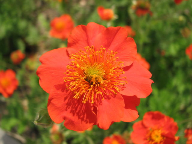 Bright red gravel: photo and description