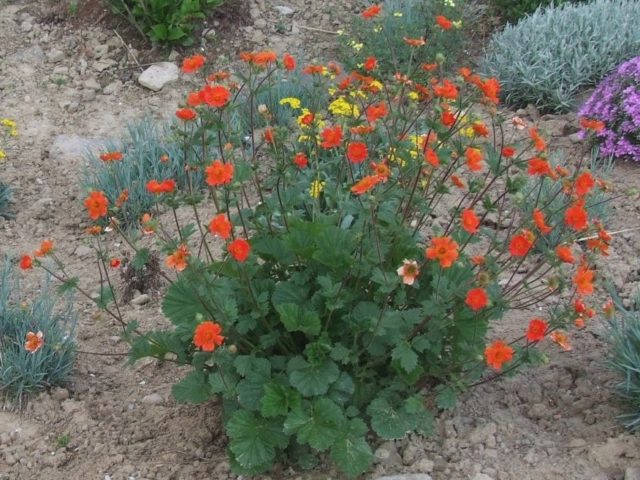 Bright red gravel: photo and description