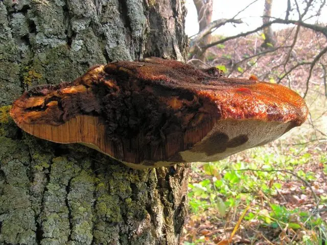 Bristle tinder (Bristle-haired tinder): photo and description of how it affects trees