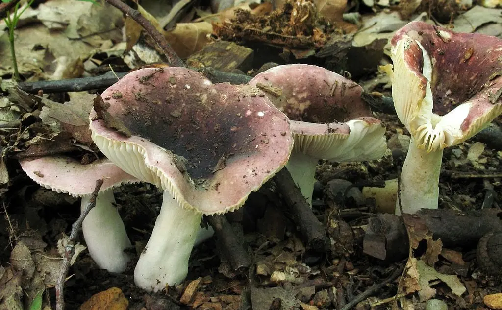 Brittle russula (Russula fragilis) photo and description
