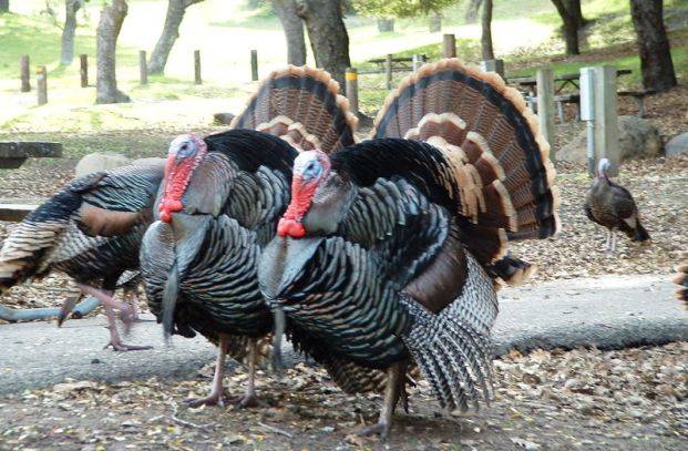 Broad-breasted bronze turkeys: breeding, reviews