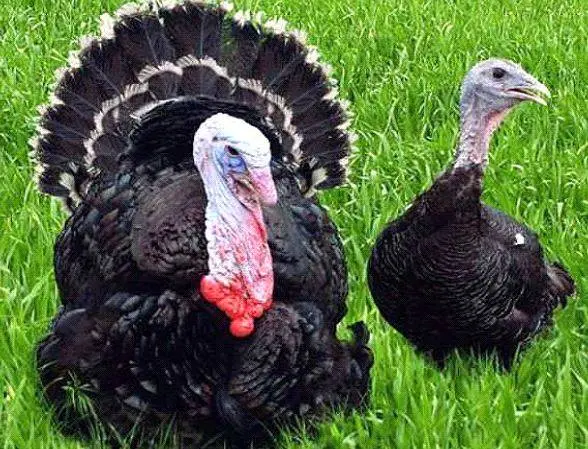 Broad-breasted bronze turkeys: breeding, reviews