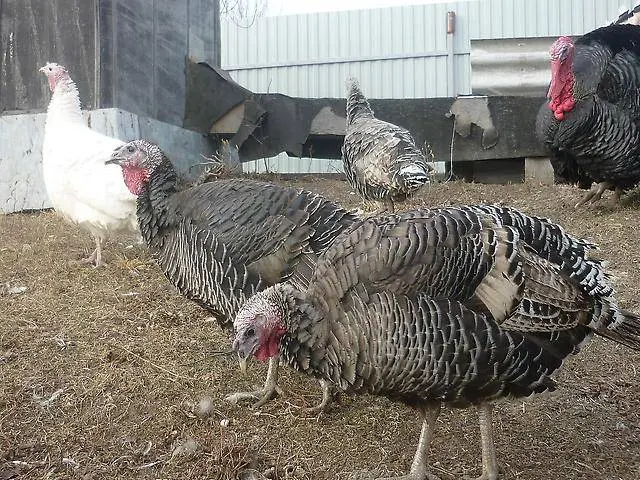 Broad-breasted bronze turkeys: breeding, reviews