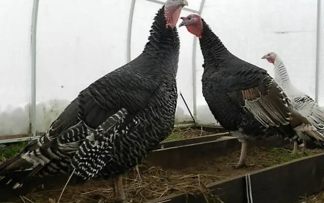 Broad-breasted bronze turkeys: breeding, reviews