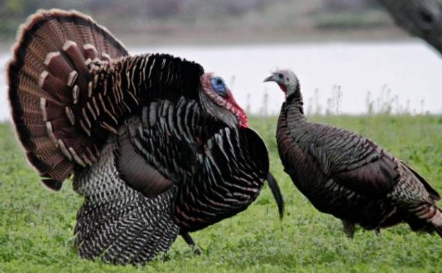 Broad-breasted bronze turkeys: breeding, reviews