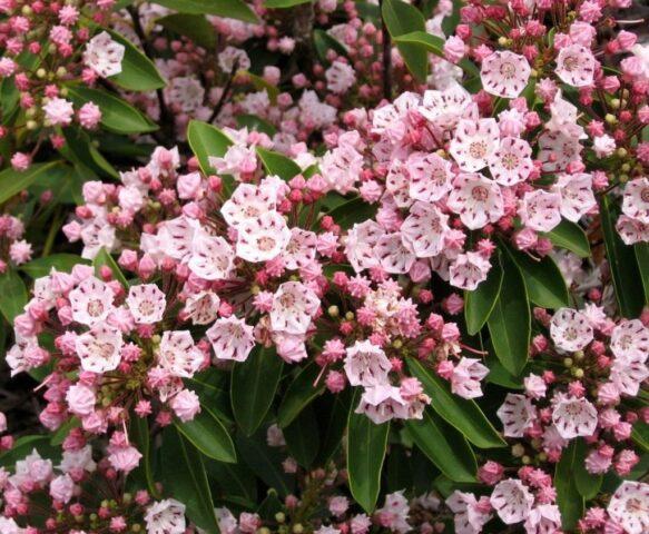 Broad-leaved Kalmia: photo and description, winter hardiness, reviews in the Moscow region