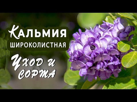 Broad-leaved Kalmia: photo and description, winter hardiness, reviews in the Moscow region