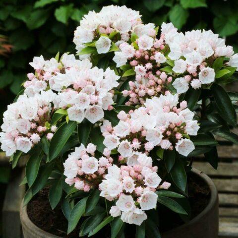 Broad-leaved Kalmia: photo and description, winter hardiness, reviews in the Moscow region