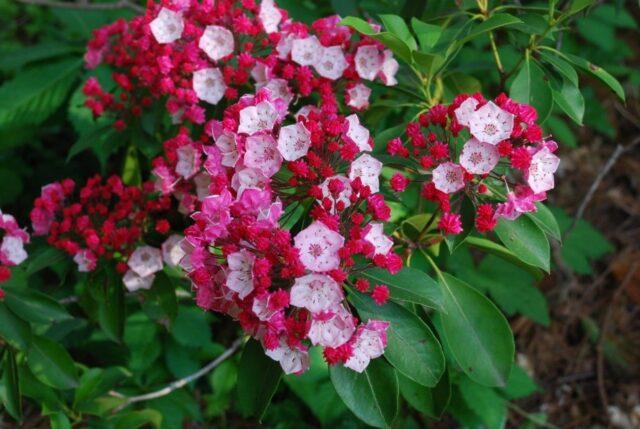 Broad-leaved Kalmia: photo and description, winter hardiness, reviews in the Moscow region