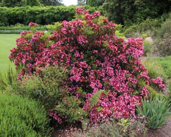 Broad-leaved Kalmia: photo and description, winter hardiness, reviews in the Moscow region