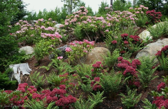 Broad-leaved Kalmia: photo and description, winter hardiness, reviews in the Moscow region