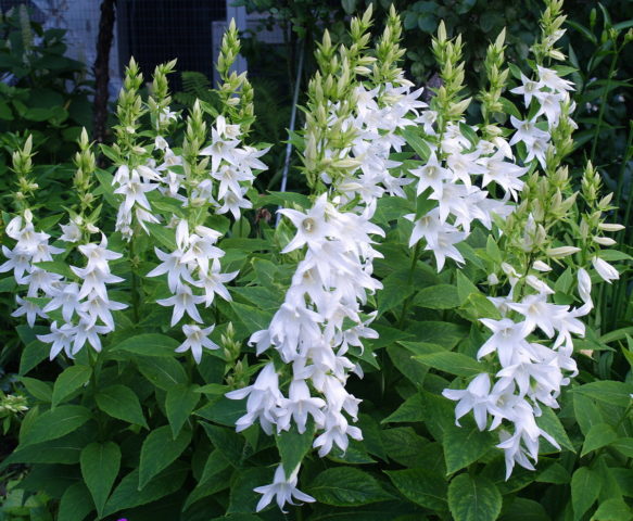 Broadleaf bell: photo and description, varieties, planting and care