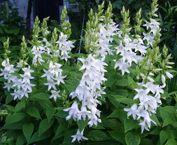 Broadleaf bell: photo and description, varieties, planting and care