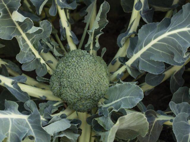 Broccoli Batavia F1: variety description, photos and reviews