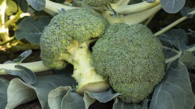 Broccoli Batavia F1: variety description, photos and reviews