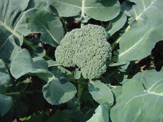 Broccoli cabbage: cleaning and storage