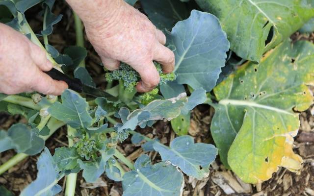 Broccoli cabbage: cleaning and storage