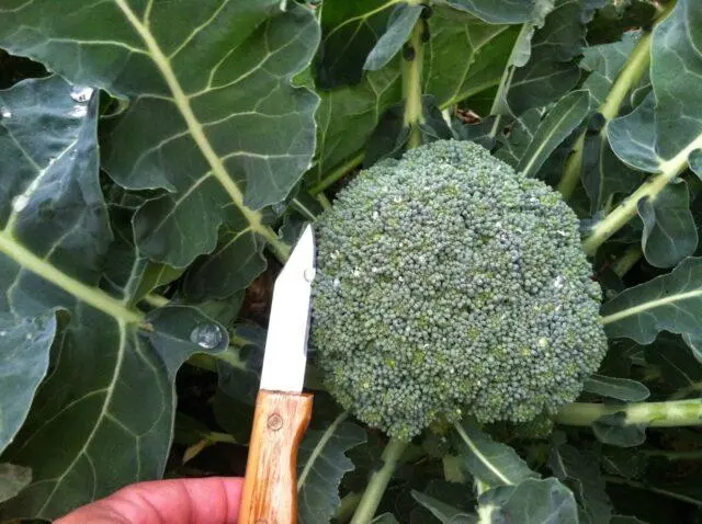 Broccoli cabbage Lord F1: description, photo, reviews, growing from seeds