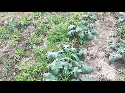 Broccoli cabbage Lord F1: description, photo, reviews, growing from seeds