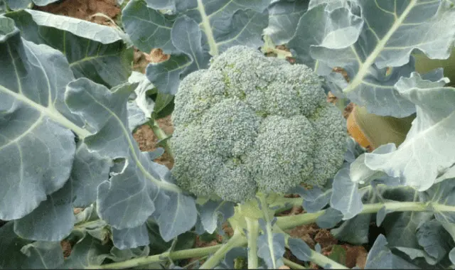 Broccoli cabbage Lord F1: description, photo, reviews, growing from seeds