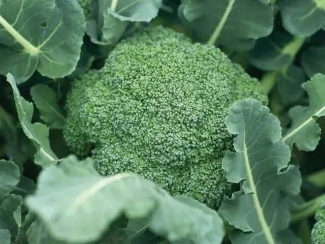 Broccoli cabbage Lord F1: description, photo, reviews, growing from seeds