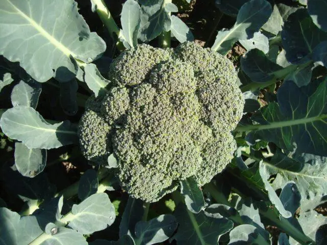 Broccoli cabbage Lord F1: description, photo, reviews, growing from seeds