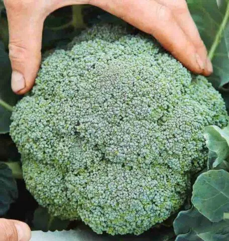 Broccoli cabbage Lord F1: description, photo, reviews, growing from seeds