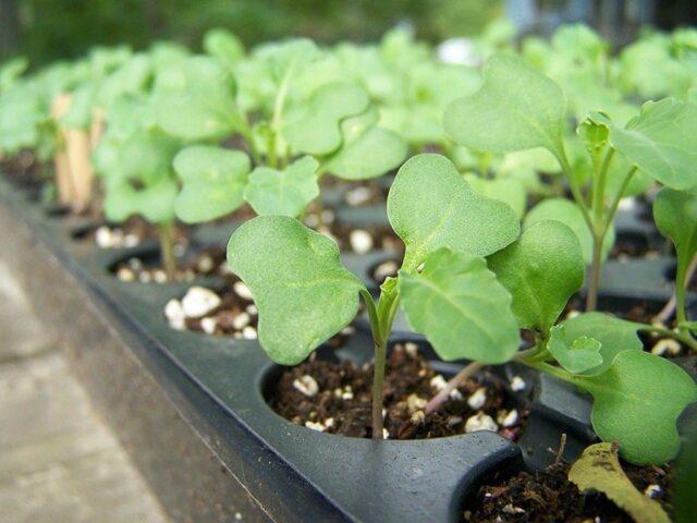 Broccoli cabbage Lord F1: description, photo, reviews, growing from seeds