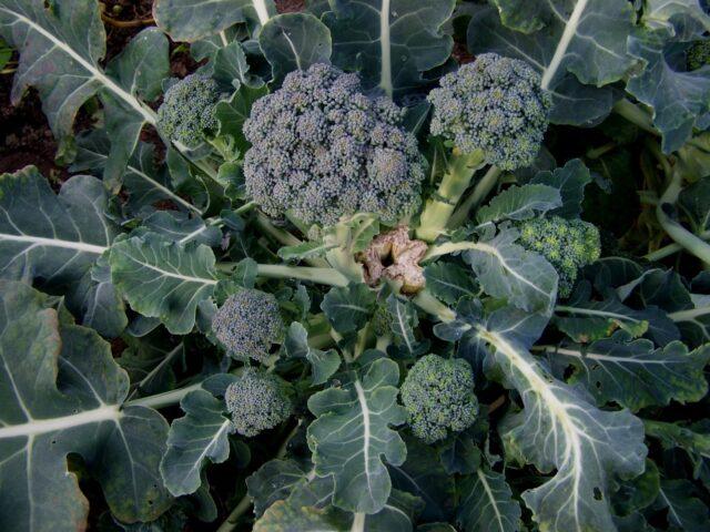 Broccoli cabbage Lord F1: description, photo, reviews, growing from seeds