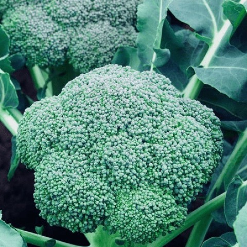 Broccoli cabbage: the best varieties for central Our Country and the Moscow region