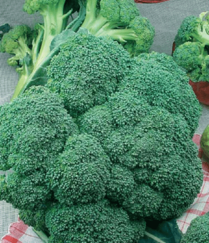 Broccoli cabbage: the best varieties for central Our Country and the Moscow region