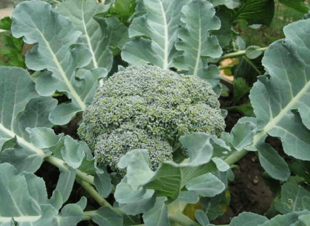 Broccoli cabbage: the best varieties for central Our Country and the Moscow region