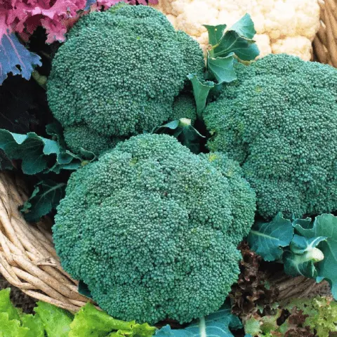 Broccoli cabbage: the best varieties for central Our Country and the Moscow region