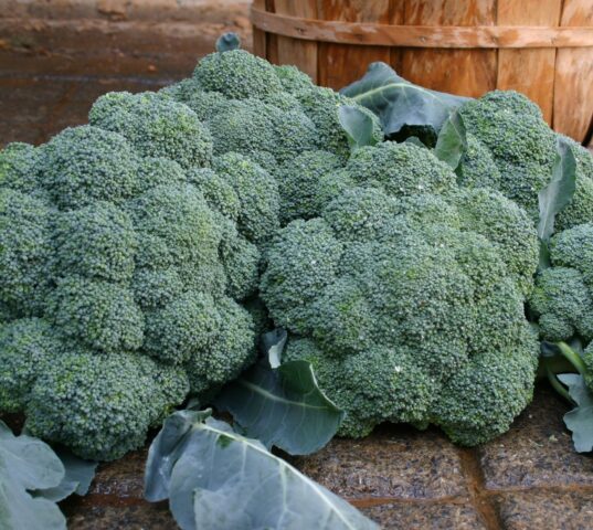 Broccoli cabbage: the best varieties for central Our Country and the Moscow region