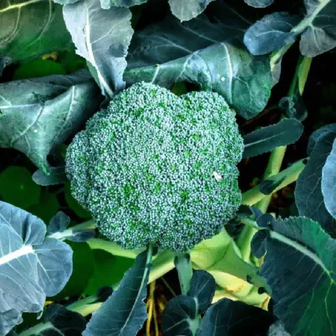 Broccoli cabbage: the best varieties for central Our Country and the Moscow region