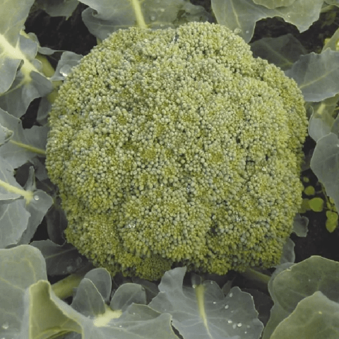 Broccoli cabbage: the best varieties for central Our Country and the Moscow region