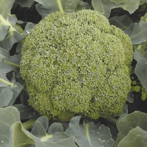 Broccoli cabbage: the best varieties for central Our Country and the Moscow region