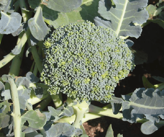 Broccoli cabbage: the best varieties for central Our Country and the Moscow region