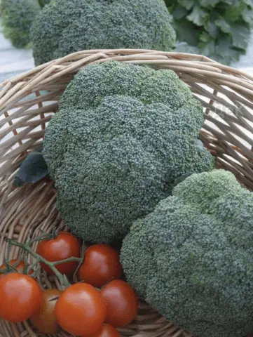 Broccoli cabbage: the best varieties for central Our Country and the Moscow region