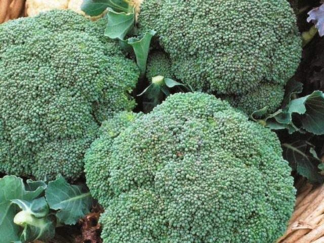 Broccoli Fiesta: description, photos, reviews